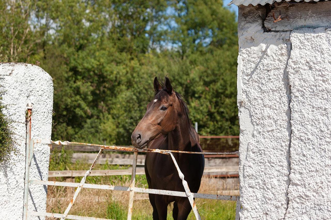 דנגרבן Coolcormack Stud B&B מראה חיצוני תמונה